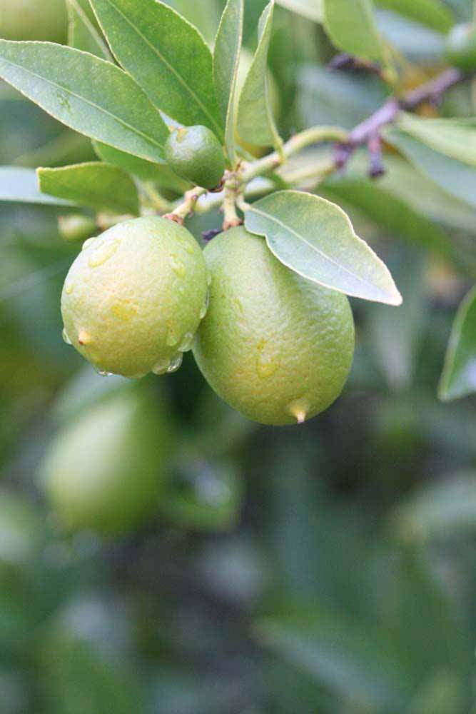             Fruit (Riverside, CA)   